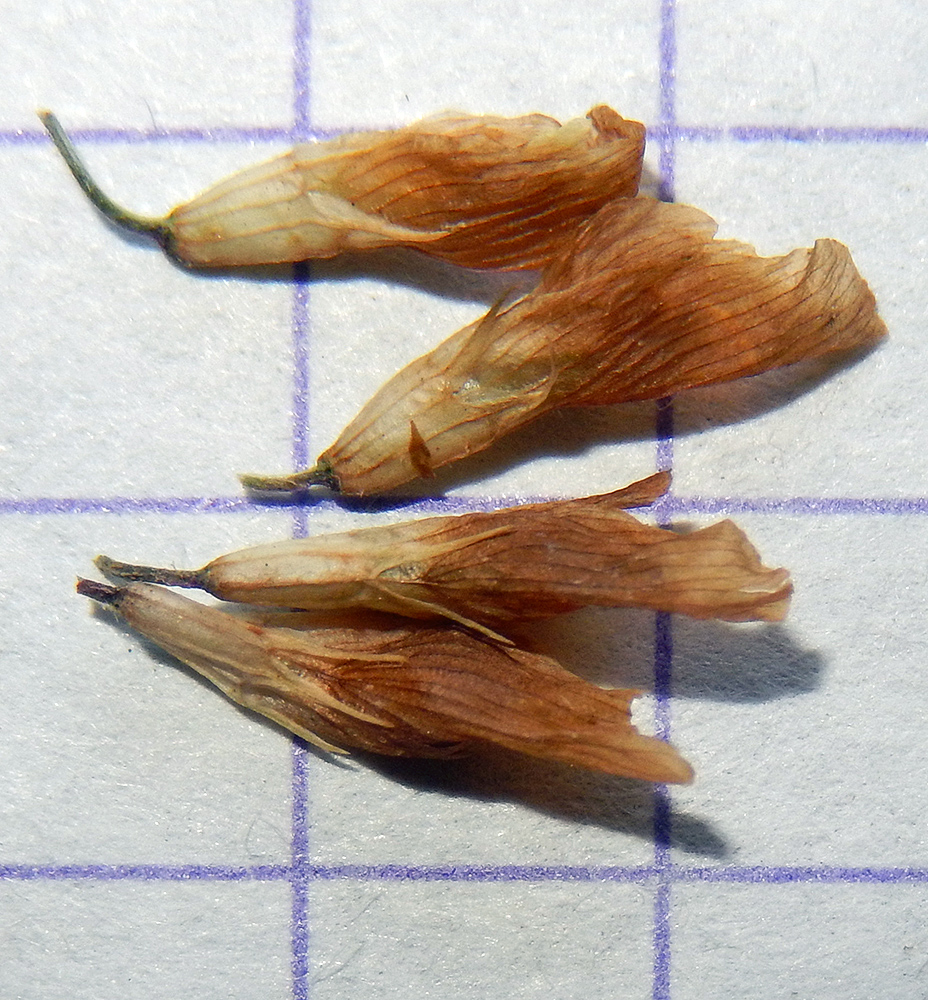 Изображение особи Trifolium repens.