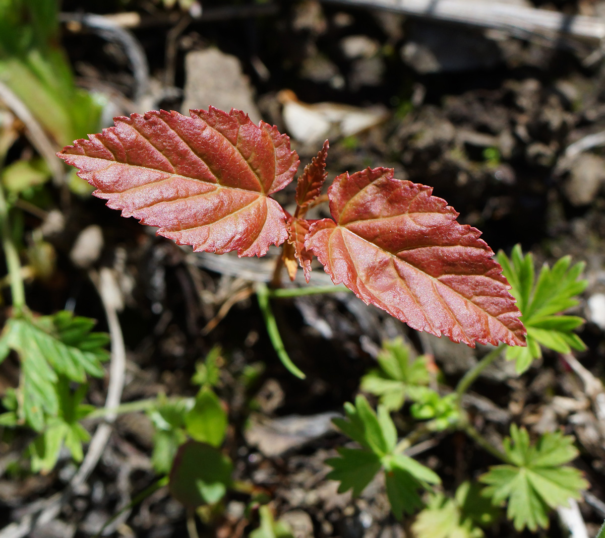 Изображение особи Acer tataricum.