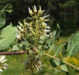 Salix bebbiana