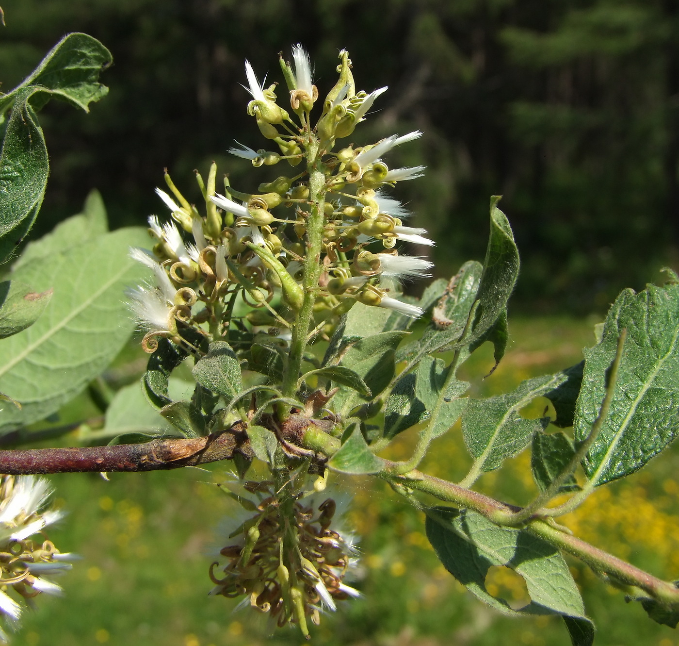 Изображение особи Salix bebbiana.