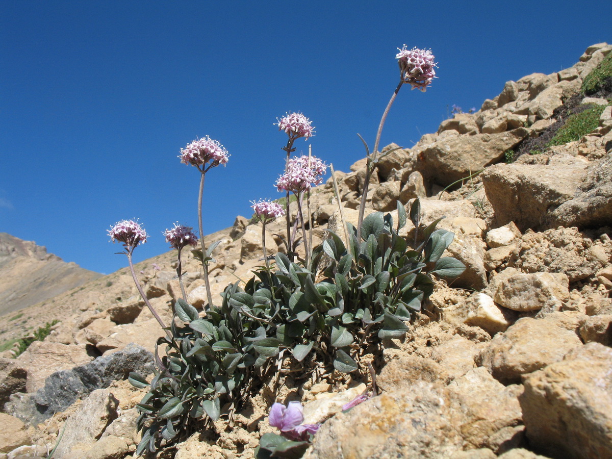 Image of Valeriana fedtschenkoi specimen.