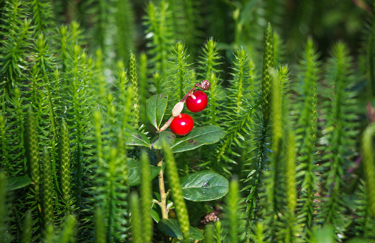 Изображение особи Vaccinium vitis-idaea.