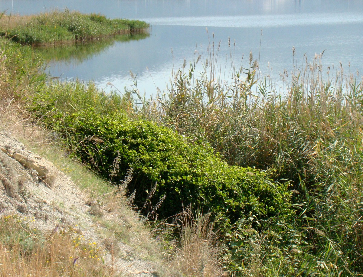 Image of Smilax excelsa specimen.