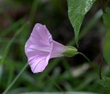 Calystegia inflata