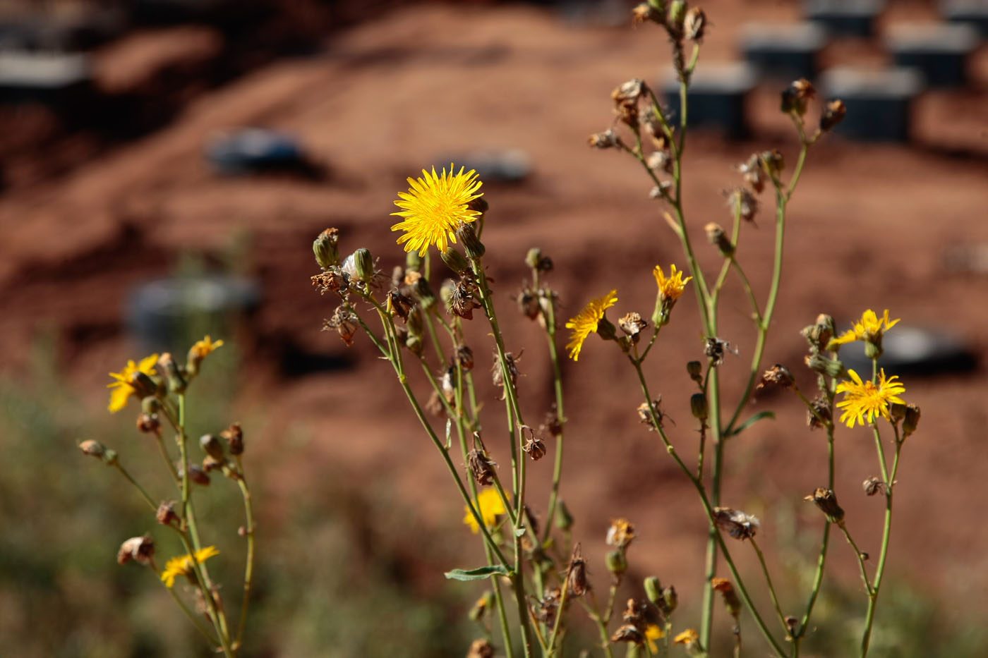 Изображение особи Sonchus arvensis.