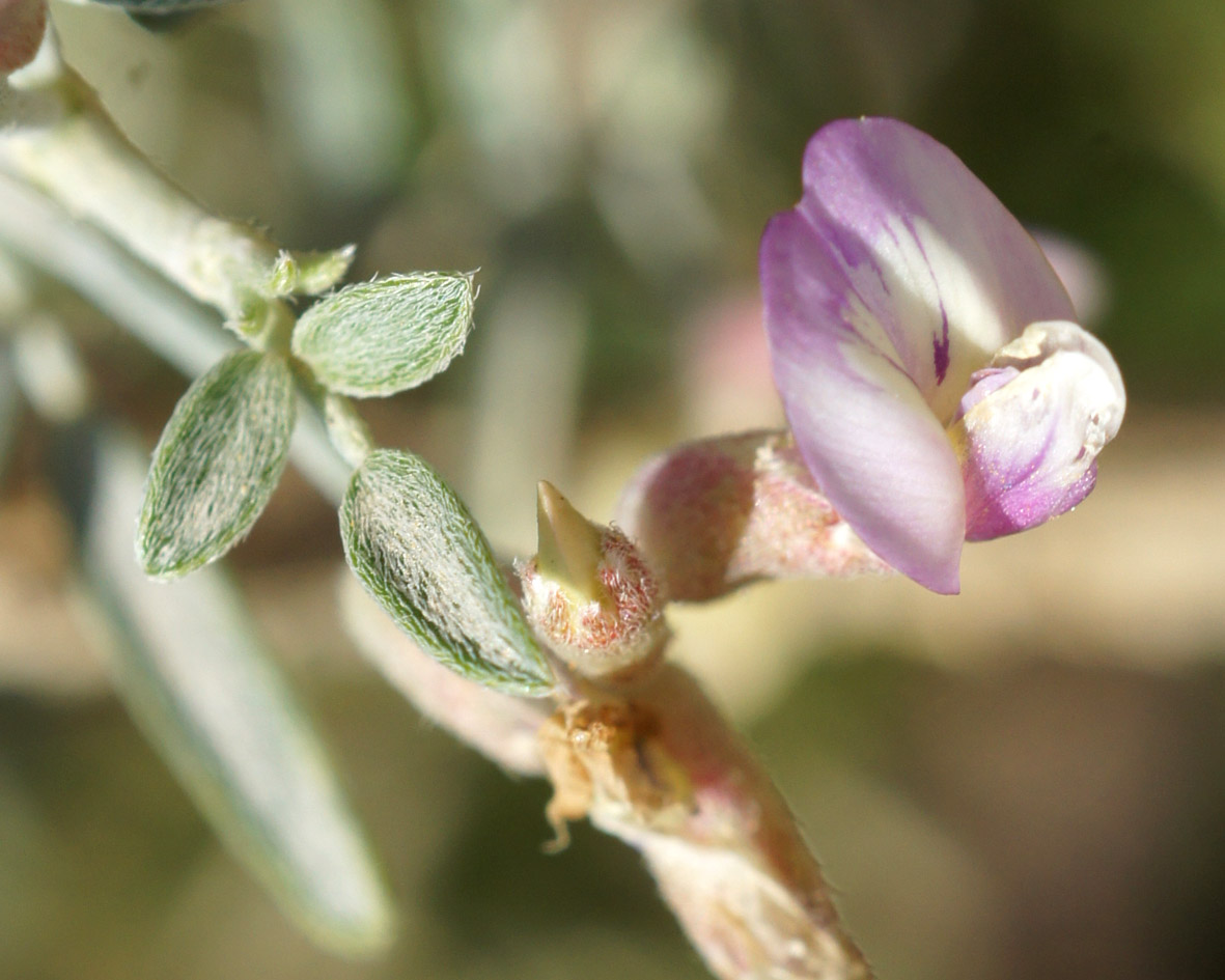 Изображение особи Astragalus villosissimus.