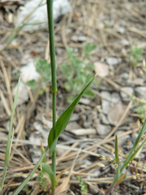 Image of Cynosurus echinatus specimen.