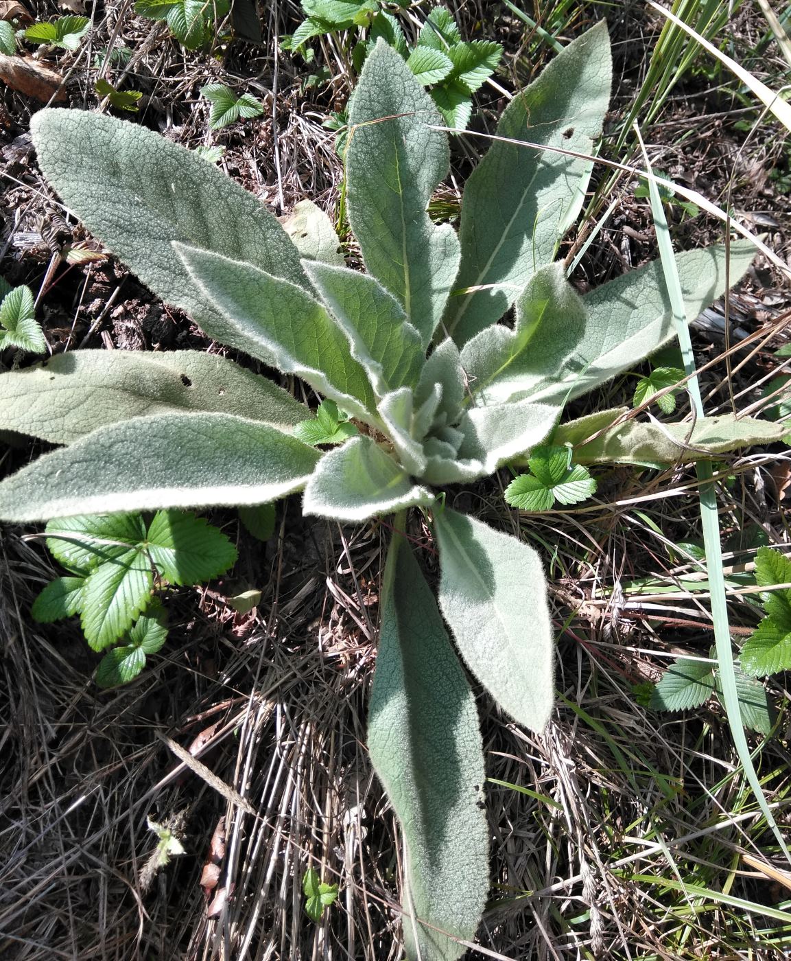 Изображение особи род Verbascum.