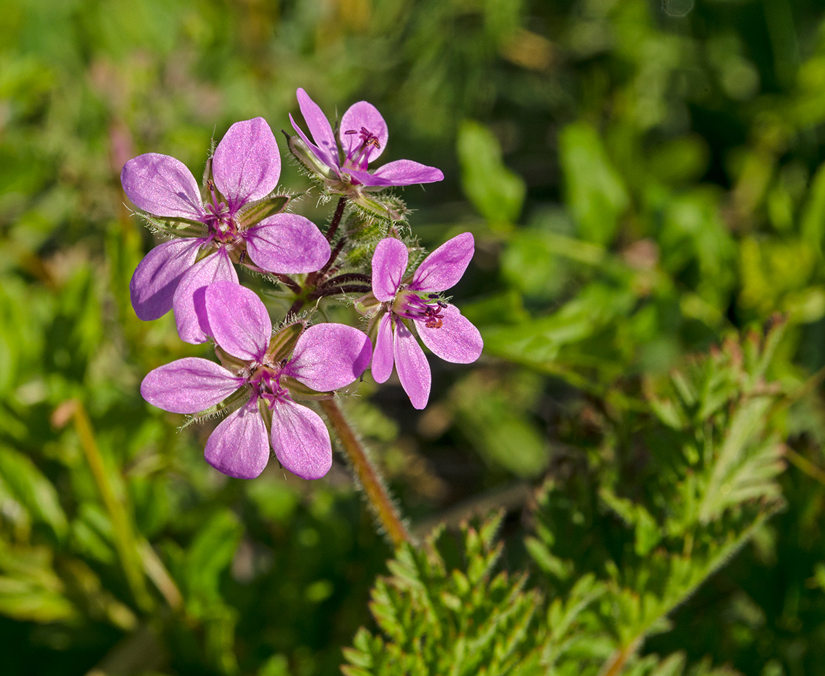 Изображение особи Erodium cicutarium.