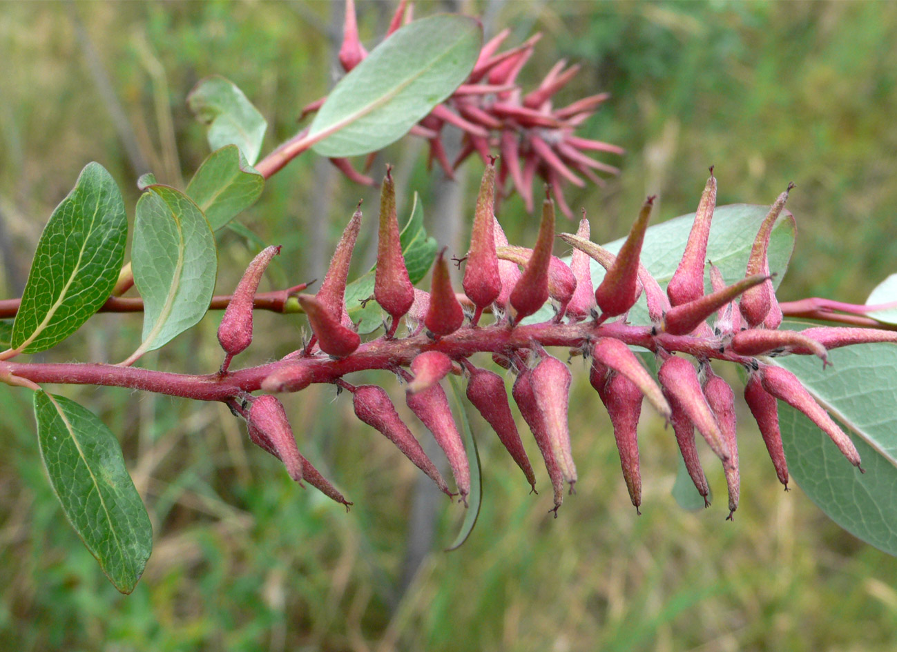 Image of genus Salix specimen.