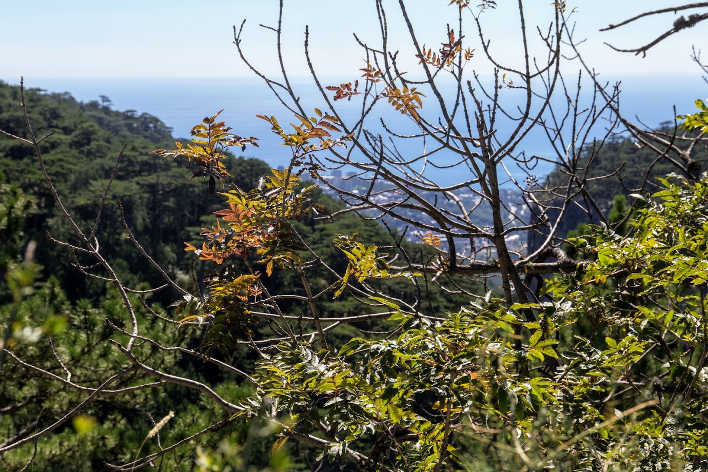 Image of genus Fraxinus specimen.