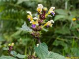 Galeopsis speciosa. Верхушка цветущего растения c жуком-листоедом. Украина, Ивано-Франковская обл., Болеховский горсовет, Поляницкий сельсовет, Поляницкий региональный ландшафтный парк, опушка букового леса. 23.07.2018.