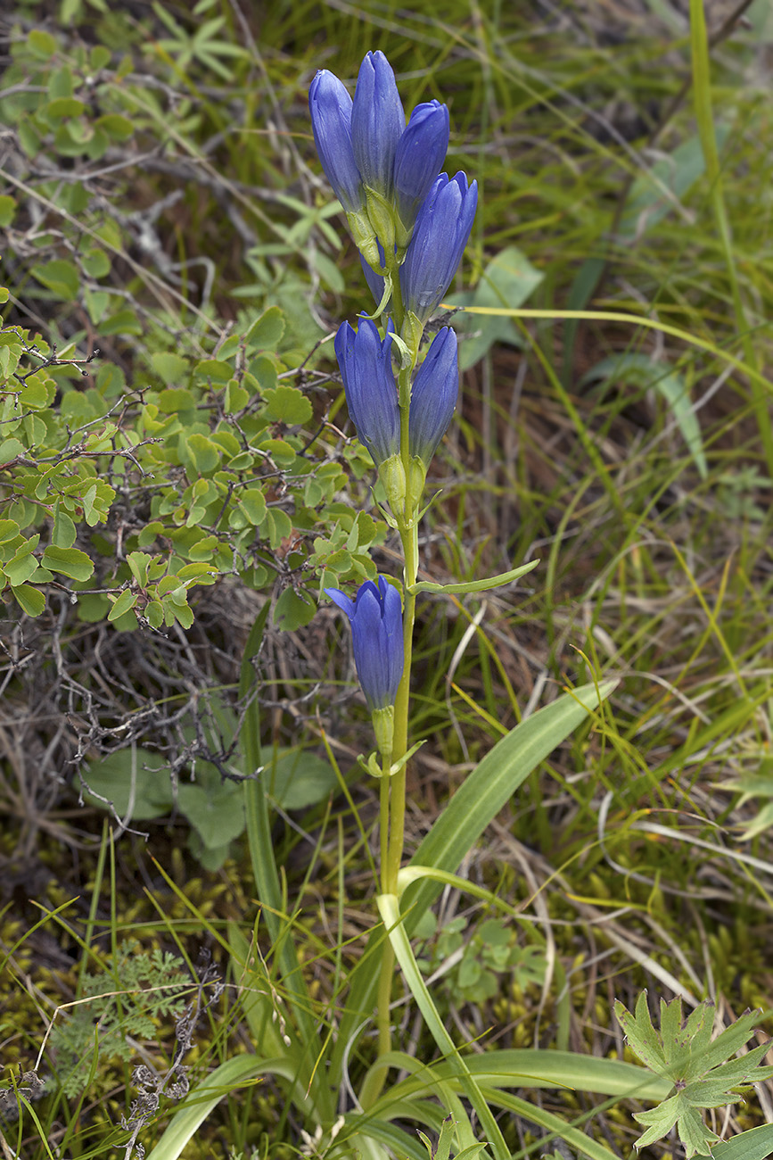 Изображение особи Gentiana decumbens.