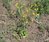 Ranunculus subborealis