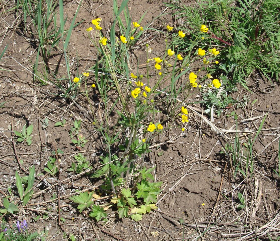 Image of Ranunculus subborealis specimen.