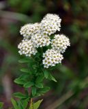 Spiraea media