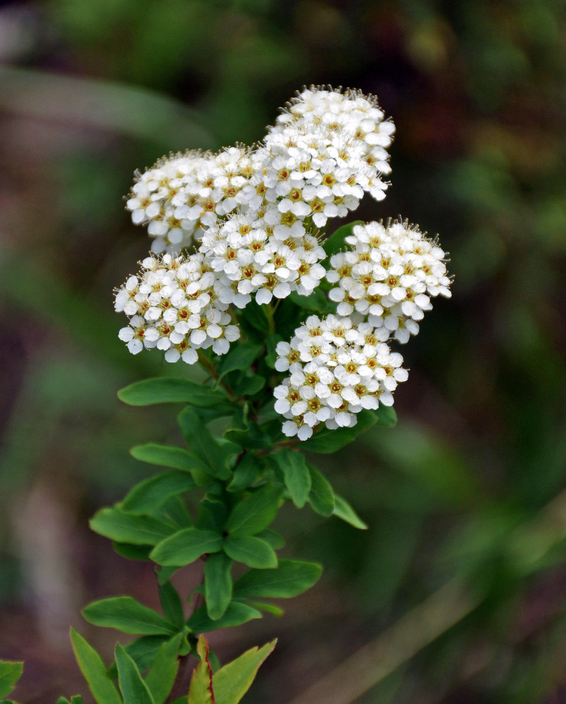 Image of Spiraea media specimen.