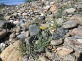 Crepis flexuosa