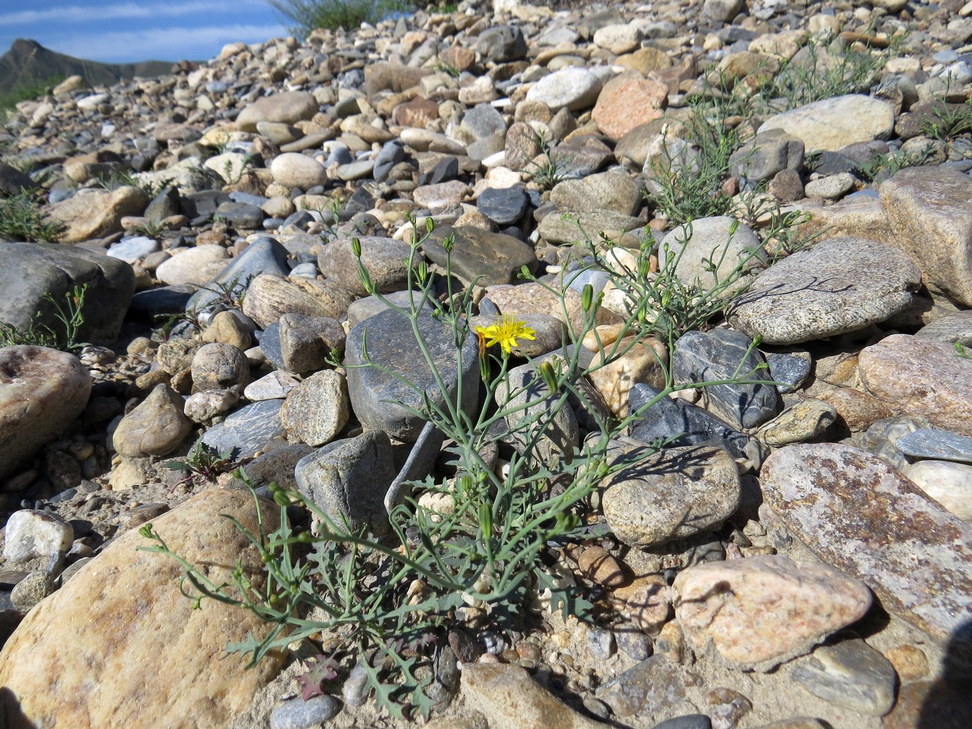 Image of Crepis flexuosa specimen.