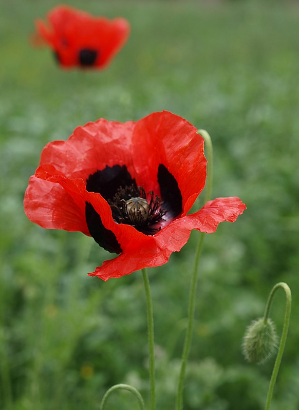 Изображение особи Papaver commutatum.