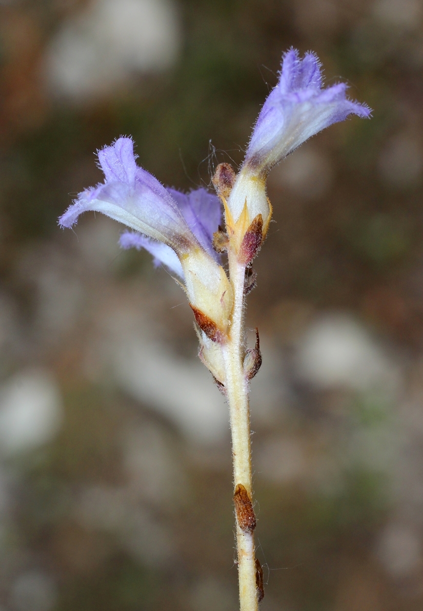 Image of genus Phelipanche specimen.