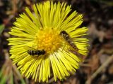 Tussilago farfara