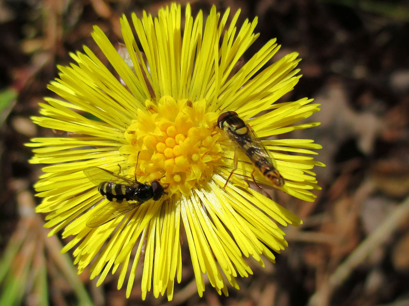 Изображение особи Tussilago farfara.