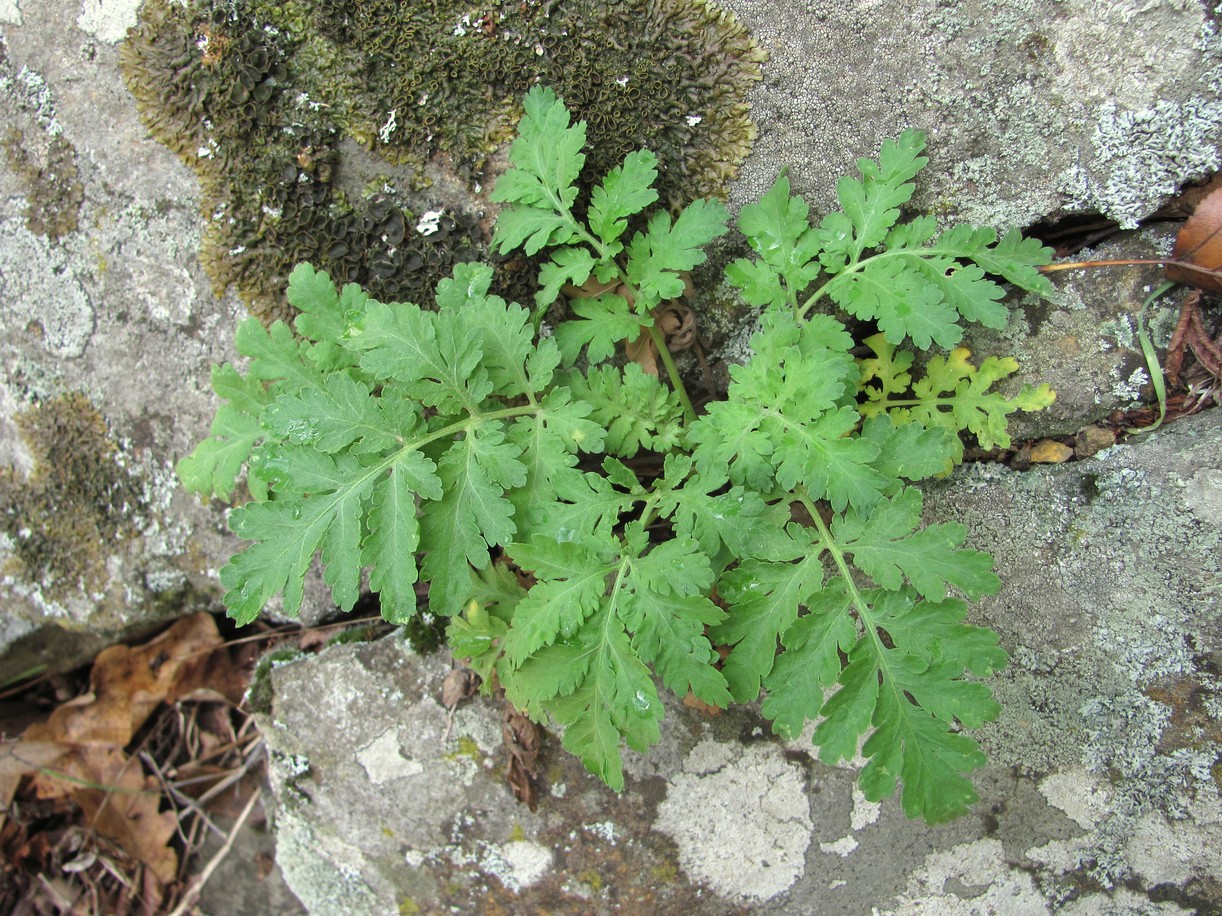 Изображение особи Pyrethrum parthenifolium.