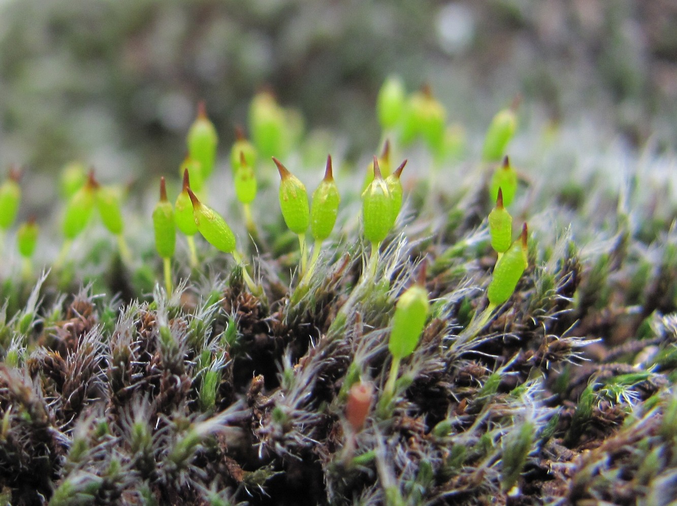 Image of familia Grimmiaceae specimen.