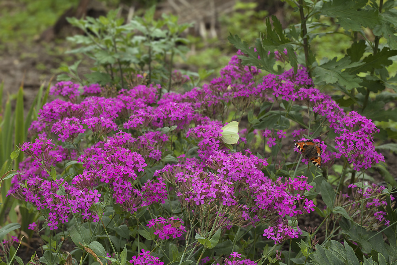 Image of Silene armeria specimen.