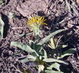 род Inula