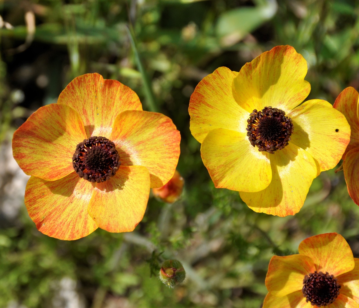 Изображение особи Ranunculus asiaticus.