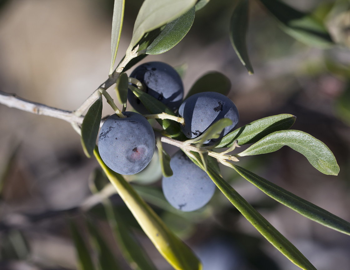 Image of Olea europaea specimen.