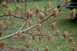 Acer negundo