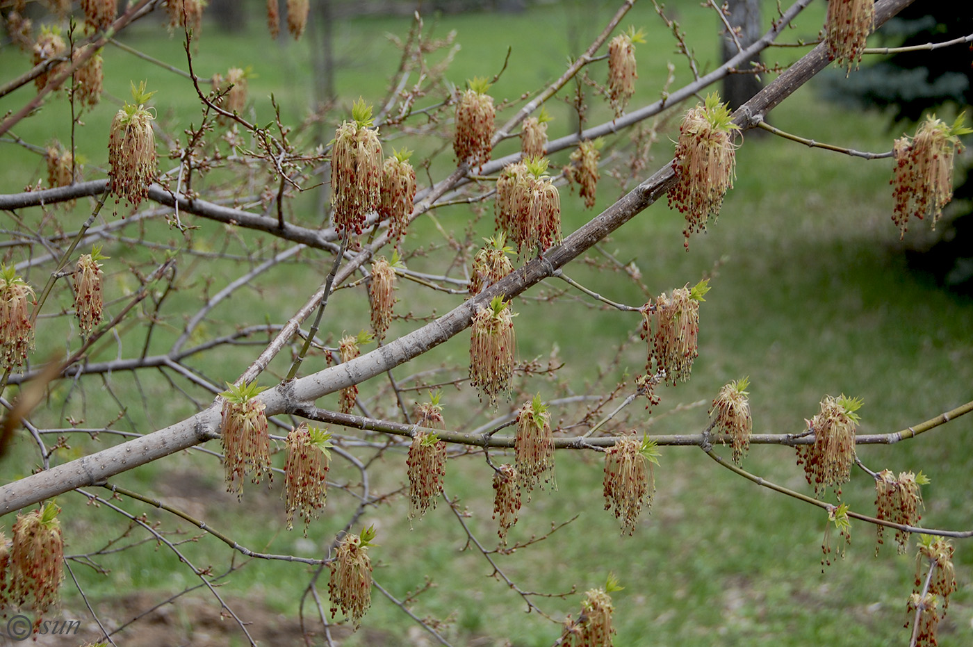 Image of Acer negundo specimen.