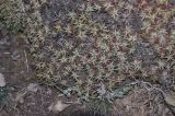 genus Acantholimon. Вегетирующее растение. Турция, ил Карс, окр. оз. Ченгили, выс. ок. 2030 м н.у.м., каменистый склон. 19.04.2019.
