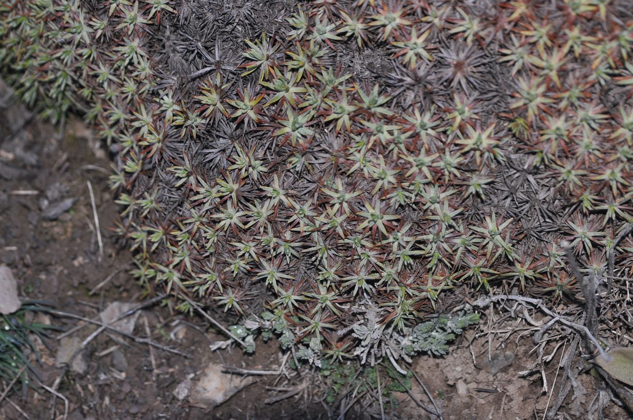 Image of genus Acantholimon specimen.