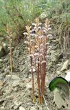 Orobanche cumana. Цветущие растения (паразитируют на Artemisia taurica). Крым, окр. Феодосии, Курортное, пустынно-степной склон. 20 мая 2018 г.