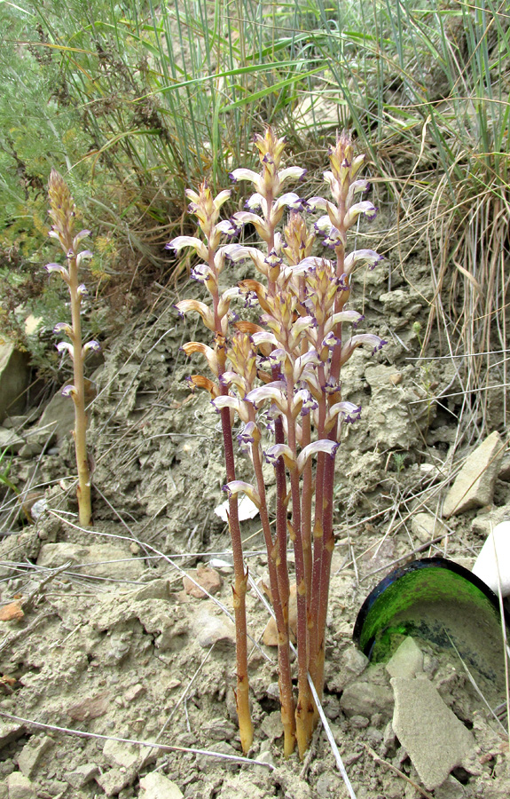 Изображение особи Orobanche cumana.