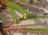 Euphorbia paralias. Плодоносящие растения. Египет, мухафаза Матрух, окр. г. Эль-Дабаа, дюны. 25.04.2019.