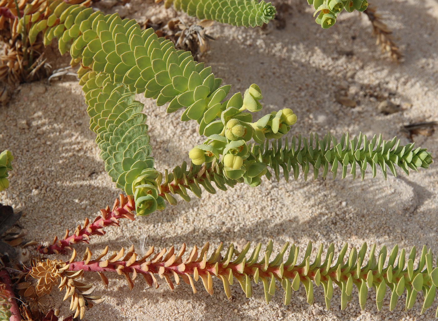 Image of Euphorbia paralias specimen.