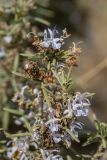 Rosmarinus officinalis