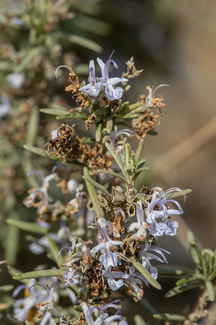 Image of Rosmarinus officinalis specimen.