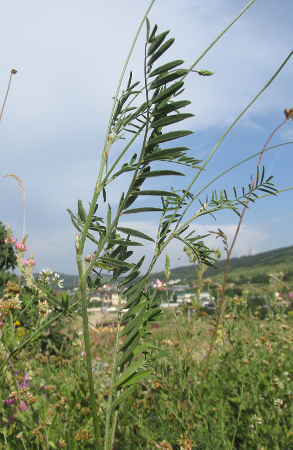 Image of Onobrychis miniata specimen.