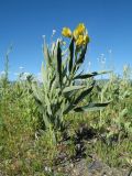 Thermopsis mongolica