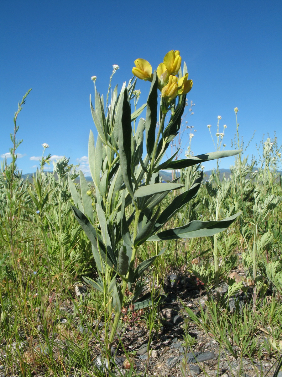 Изображение особи Thermopsis mongolica.