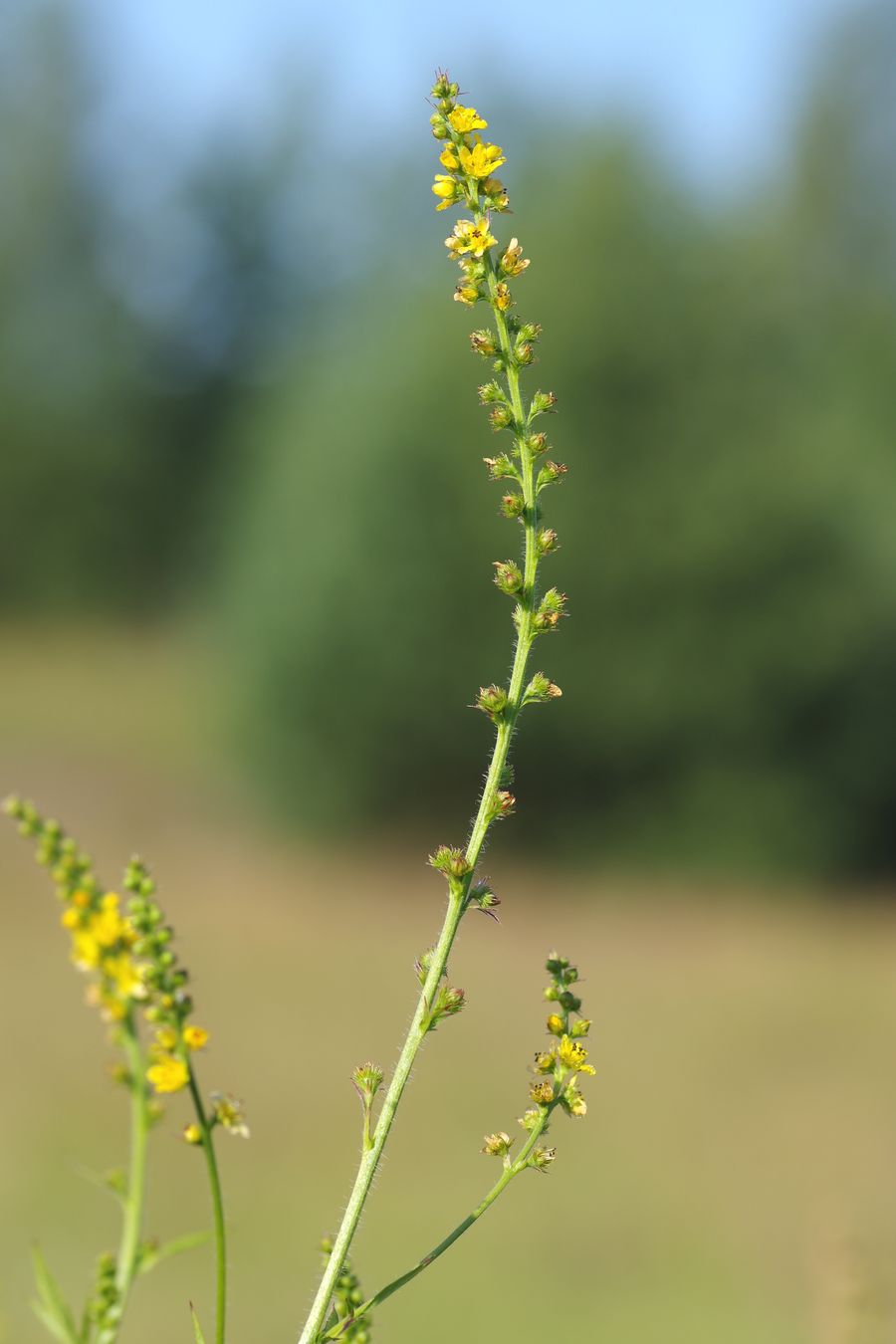 Image of Agrimonia pilosa specimen.