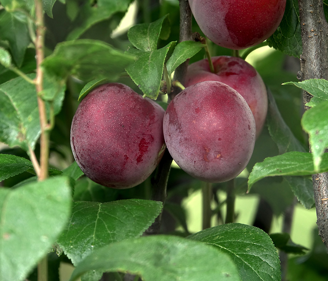 Изображение особи Prunus domestica.