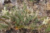 Oxytropis approximata