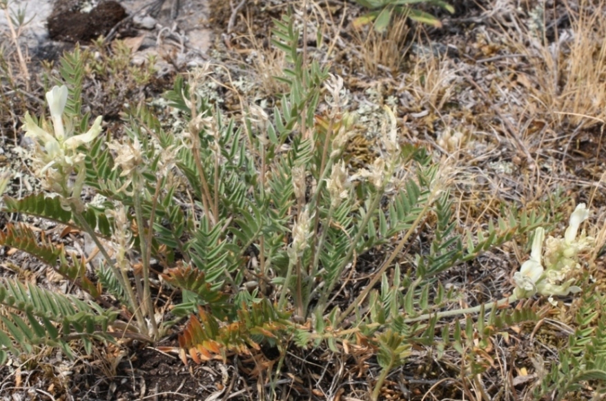 Изображение особи Oxytropis approximata.